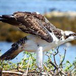 osprey by Susan Eilers Craig