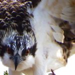 osprey by Susan Eilers Craig