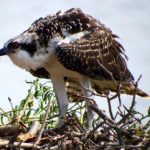 osprey by Susan Eilers Craig