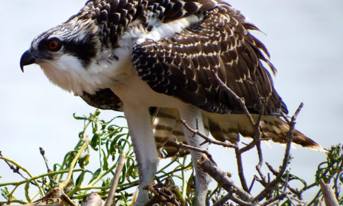 osprey by Susan Eilers Craig