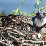 osprey by Susan Eilers Craig