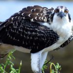 osprey by Susan Eilers Craig