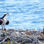 osprey by Susan Eilers Craig