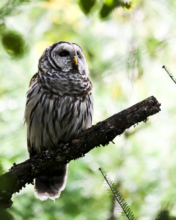 Barred Owl Plymouth Bog Maine Wildlife Management land