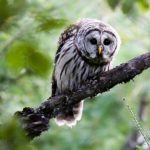 Barred Owl Plymouth Bog Maine Wildlife Management land