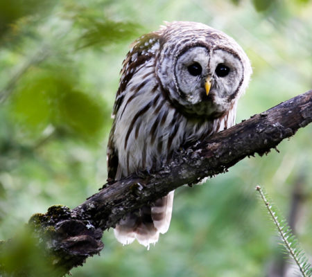 Barred Owl Plymouth Bog Maine Wildlife Management land