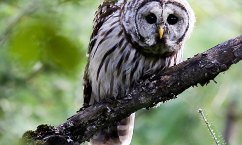 Barred Owl Plymouth Bog Maine Wildlife Management land