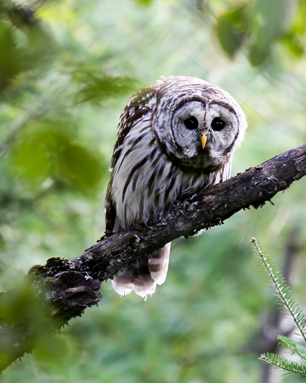 Barred Owl Plymouth Bog Maine Wildlife Management land (2)