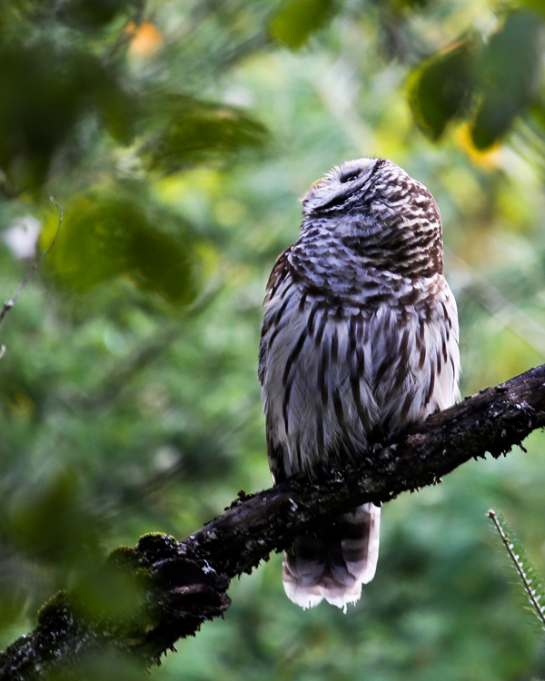 Barred Owl Plymouth Bog Maine Wildlife Management land