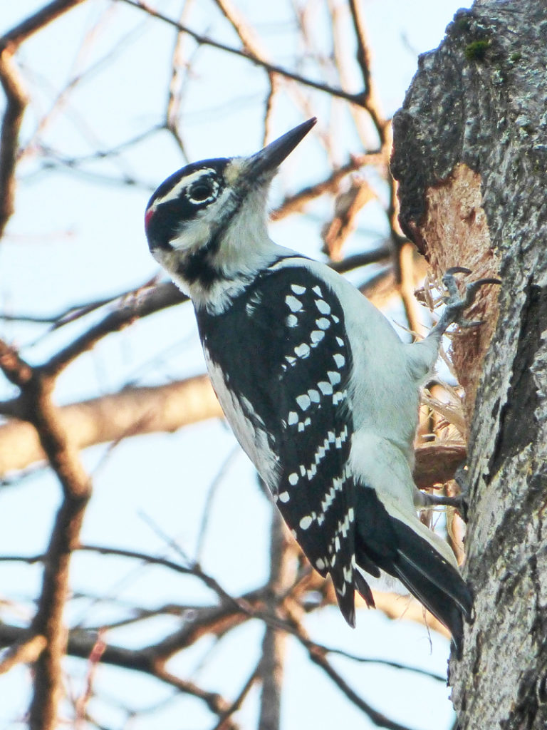 downy woodpecker