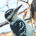 downy woodpecker