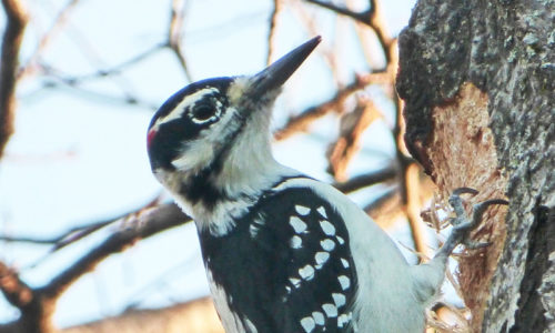 downy woodpecker