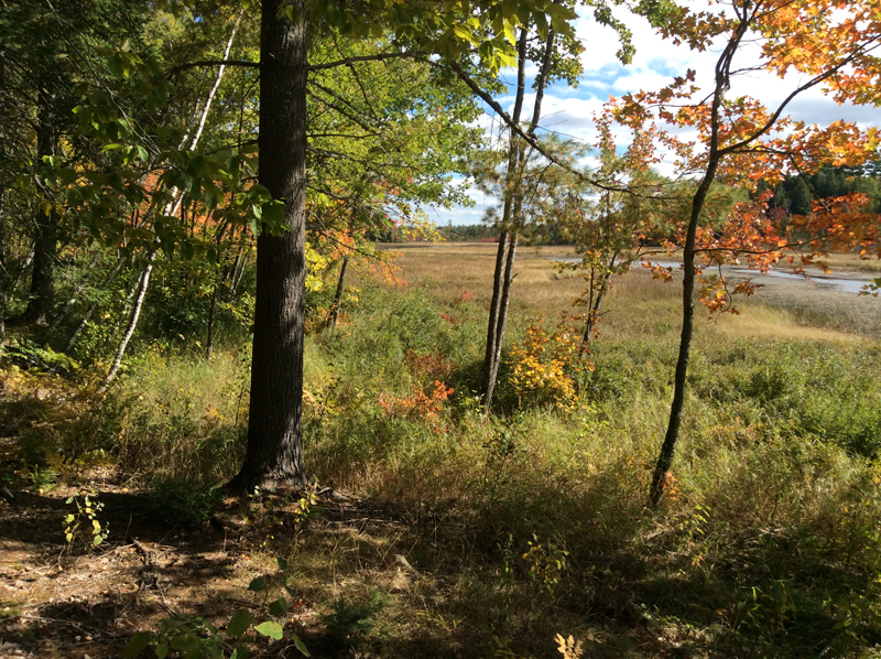 Dwinal Stream in East Winn