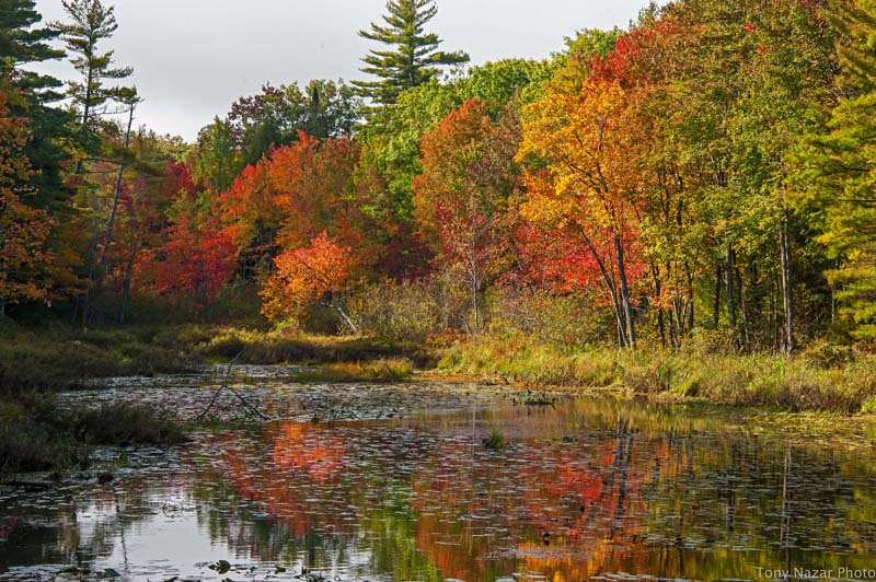 Fayette in fall