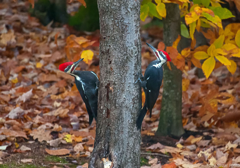Pileated woodpeckers
