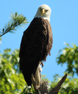 Bald Eagle in Surry