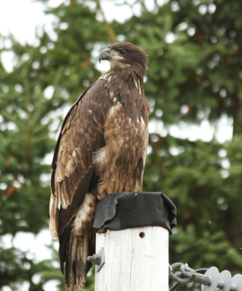 Bald Eagle in Surry