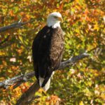 Bald Eagle in Surry