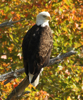 Bald Eagle in Surry