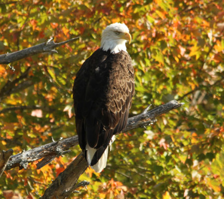 Bald Eagle in Surry