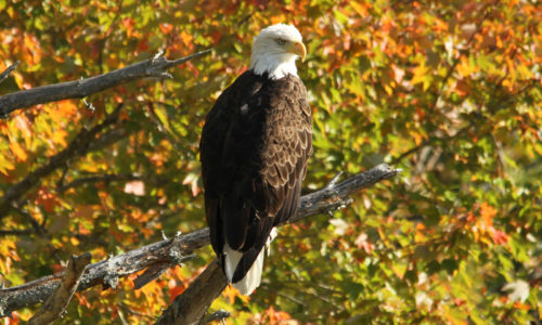 Bald Eagle in Surry