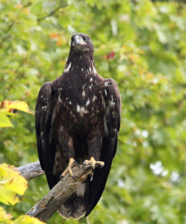 Bald Eagle in Surry