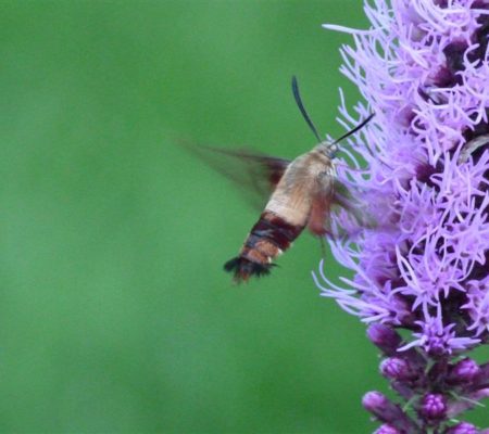 Sphinx moth