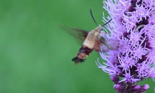 Sphinx moth