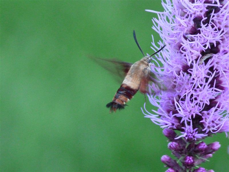 Sphinx moth