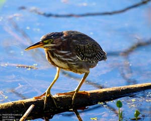 Green Heron photo by Dave Small