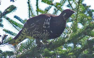 Spruce Grouse by Allison Wells