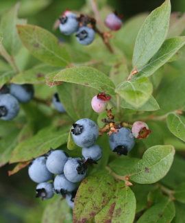 Blueberries in Greenville. Photo by Dyanna Czeck.