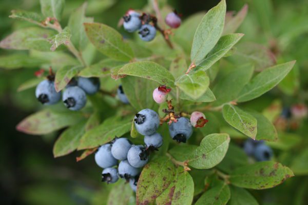 Blueberries in Greenville. Photo by Dyanna Czeck.