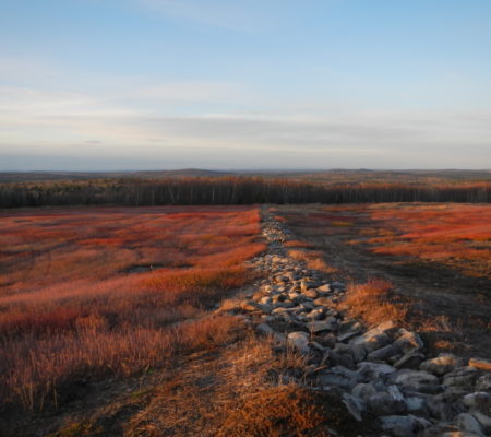 blueberry fields Winterport Mary Anne Royal