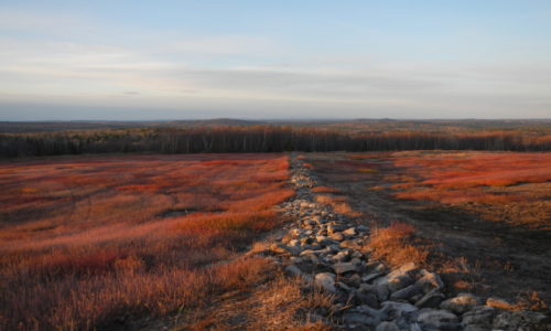 blueberry fields Winterport Mary Anne Royal