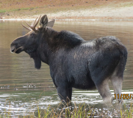 Moose in Brownfield by Ellen Wiggin