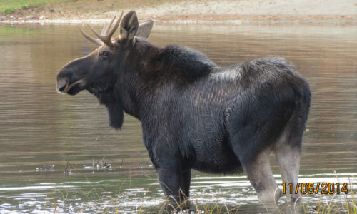 Moose in Brownfield by Ellen Wiggin