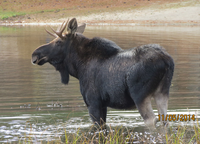 Moose in Brownfield by Ellen Wiggin