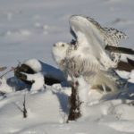 Snowy Owl at Back Cove