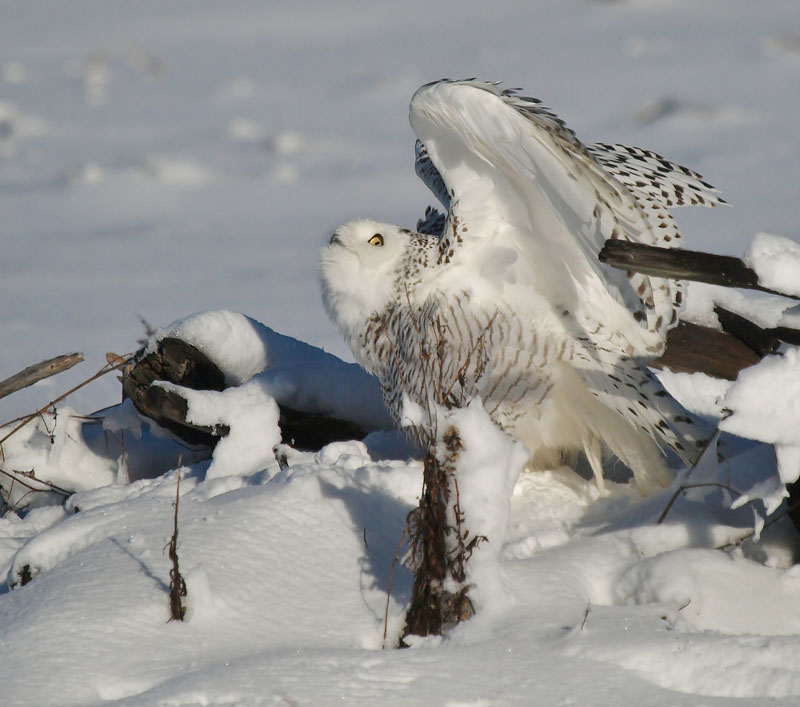 Snowy Owl photos from around Maine