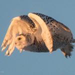 Snowy Owl Hermon by Kathy Lena1