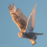 Snowy Owl Hermon by Kathy Lena2