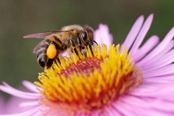 Bee on the flower. bee on flower