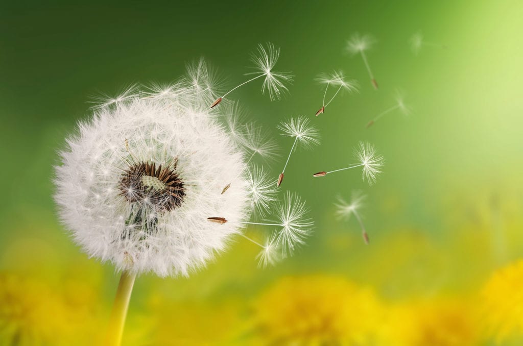 dandelion Sustainable Maine grants