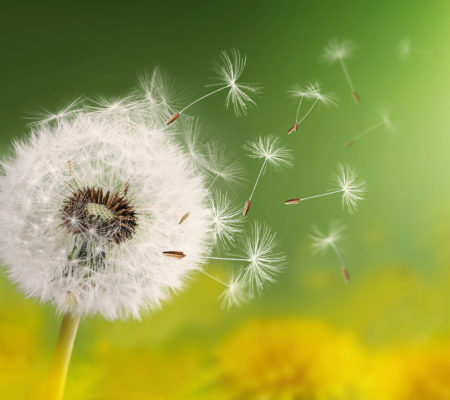 dandelion Sustainable Maine grants