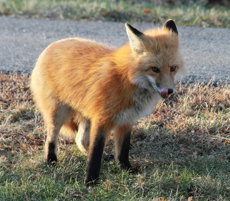 Fox photo by Catherine Simonson