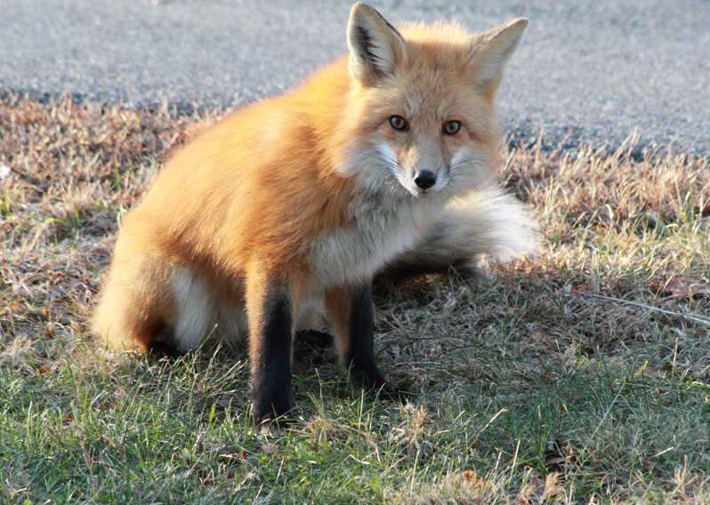 Red fox