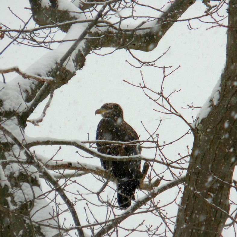 juvenile eagle