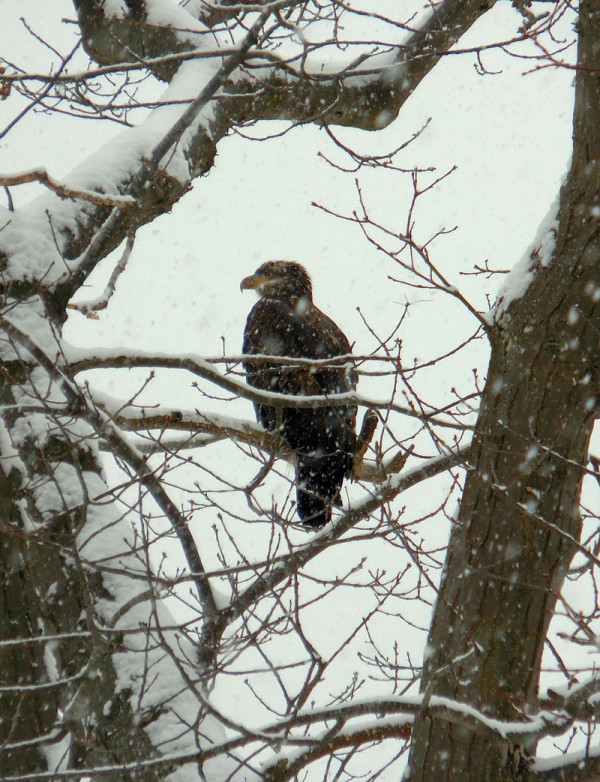 juvenile eagle Carolyn Wronker