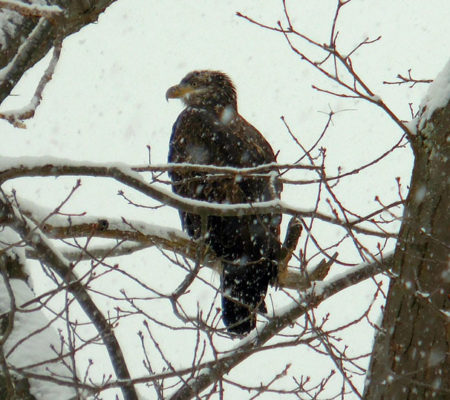 juvenile eagle cropped